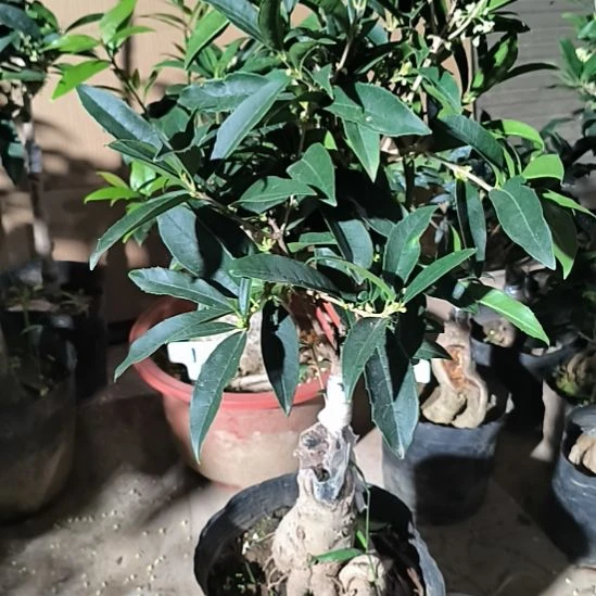 $***$完全开放四季桂花佛顶珠