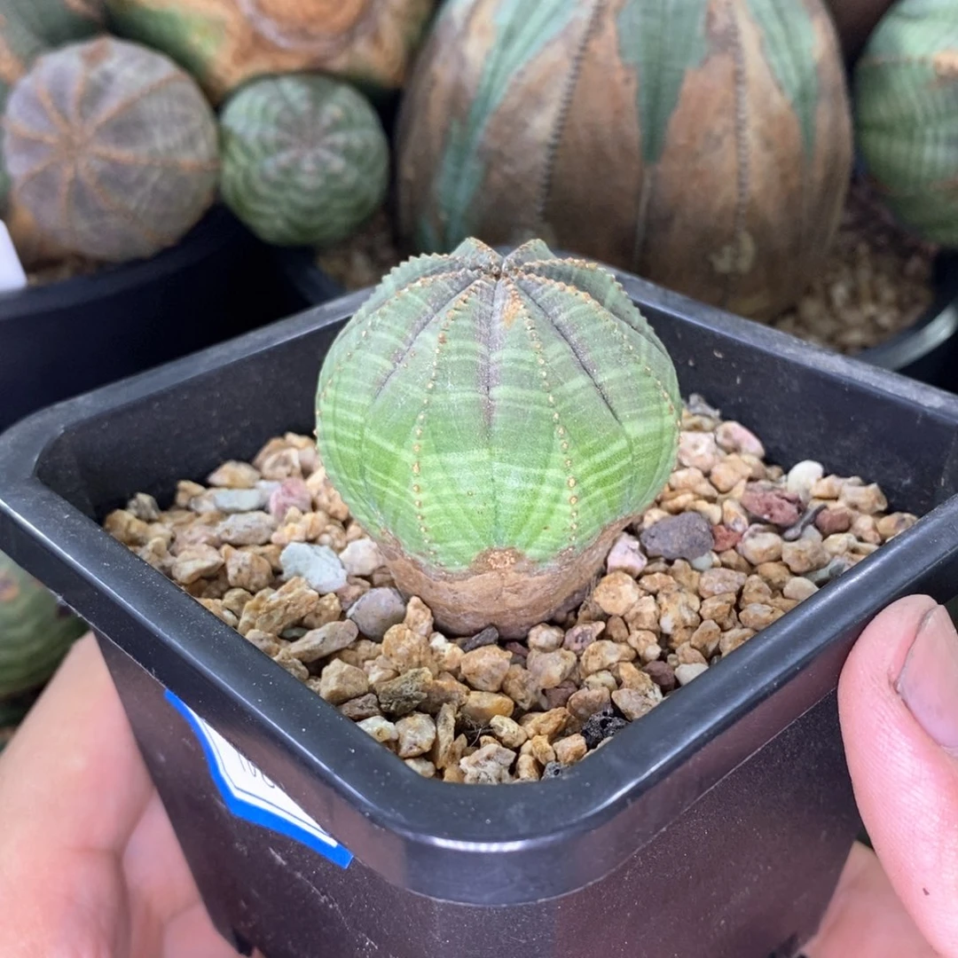 36 欧系实生布纹球多肉植物