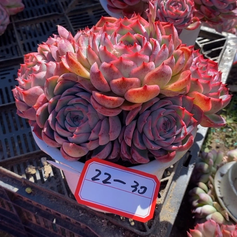 【闪购商品】洛*多肉植物