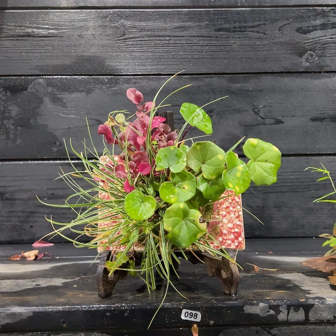 无花朵日本山野草