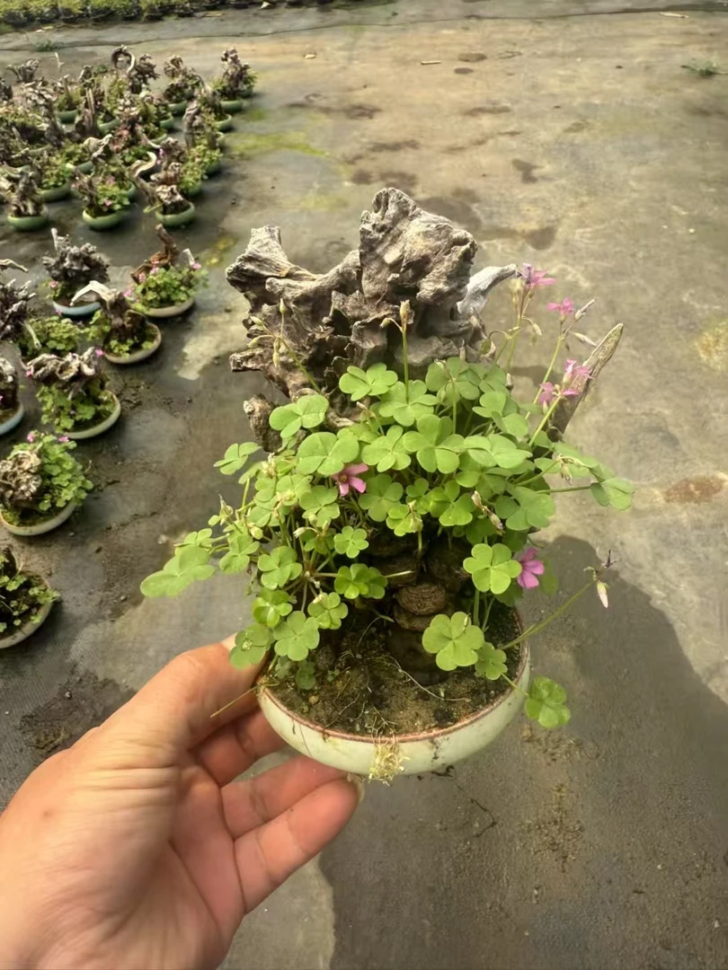 【花财绿植】【一物一拍】老桩幸运草掌上盆栽室内绿植茶几意境开花