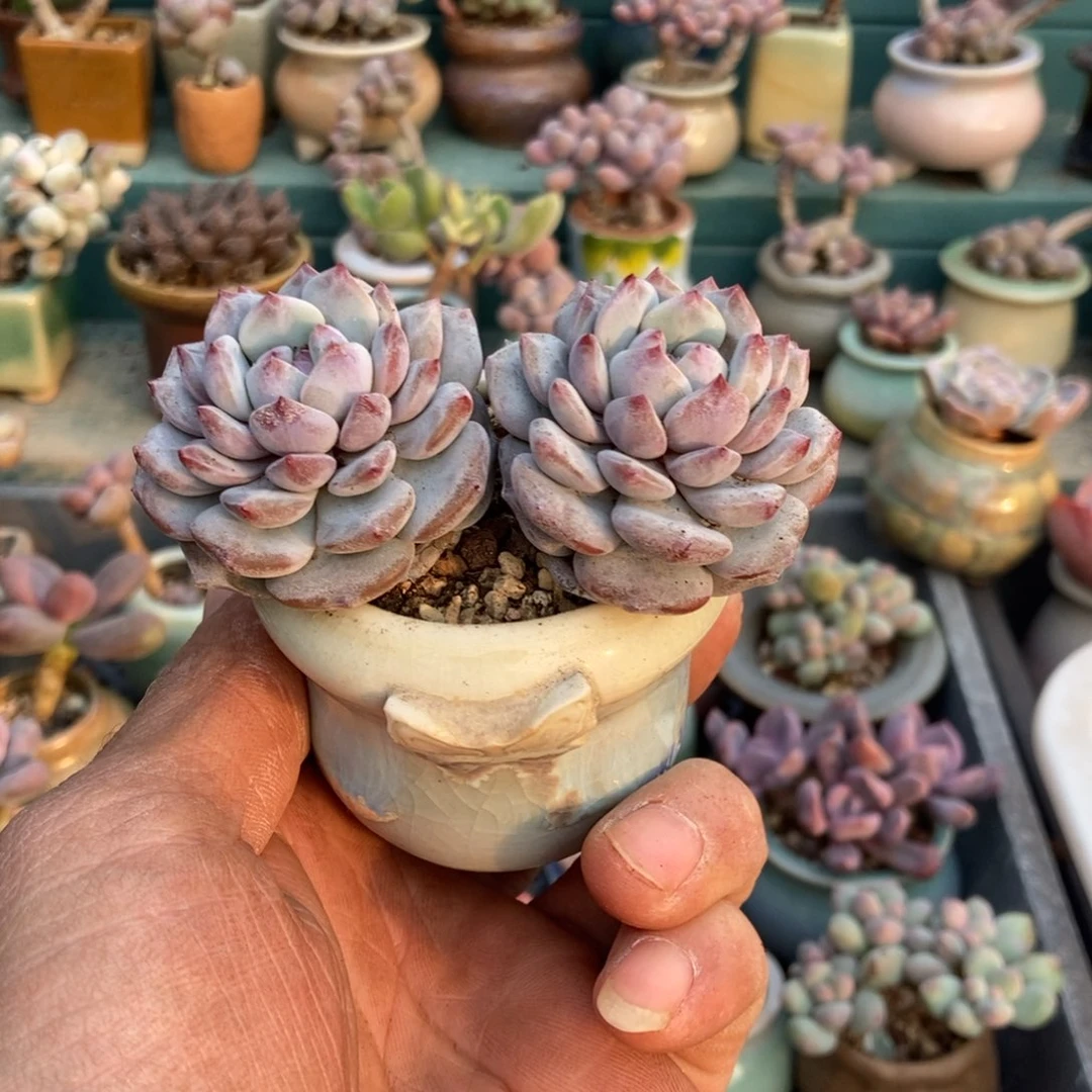 星星橙18带盆发货发货