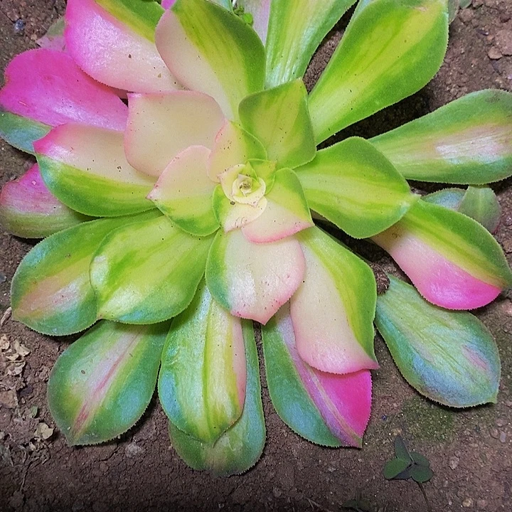 多肉植物保护研究所