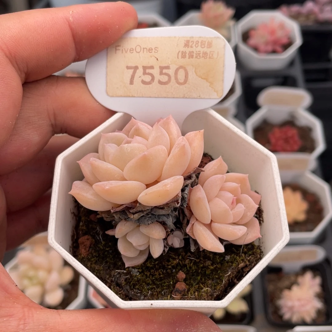 纯爱7550-6.0厘米