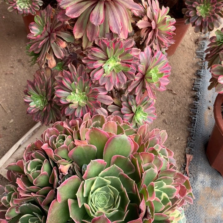 不包损580号花脸粉黛雨花石