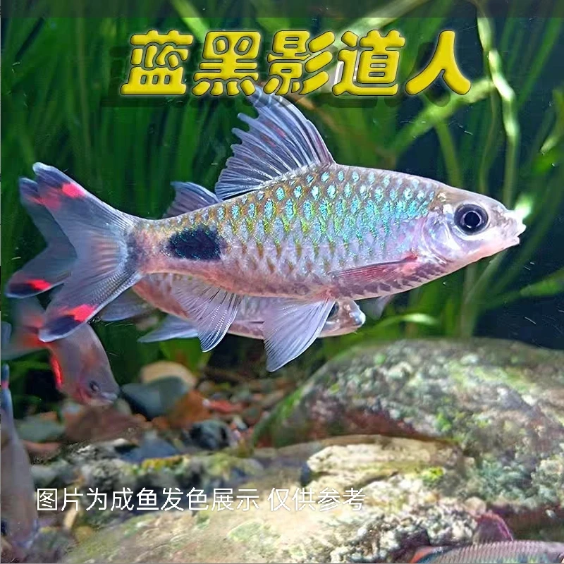蓝线黑影道人苗 观赏鱼