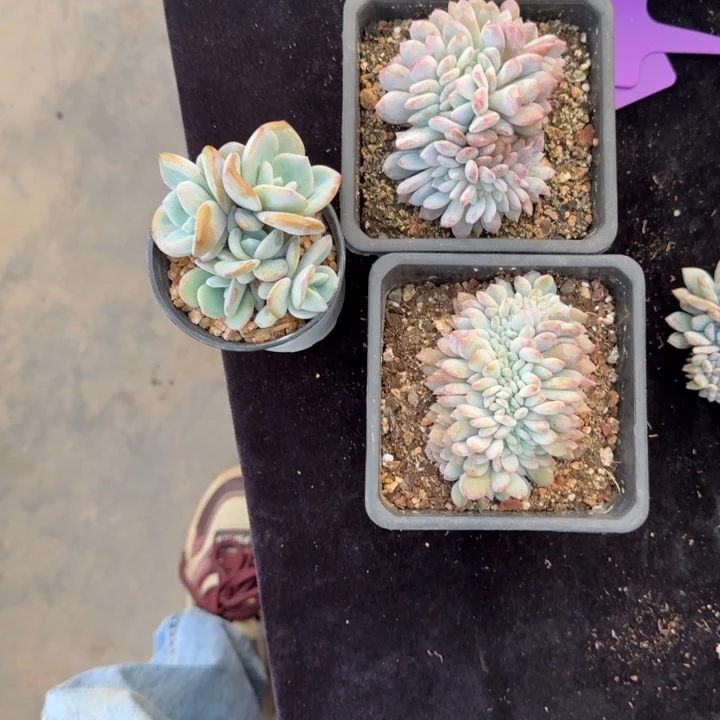 駿***哥三颗一起的一物一拍的