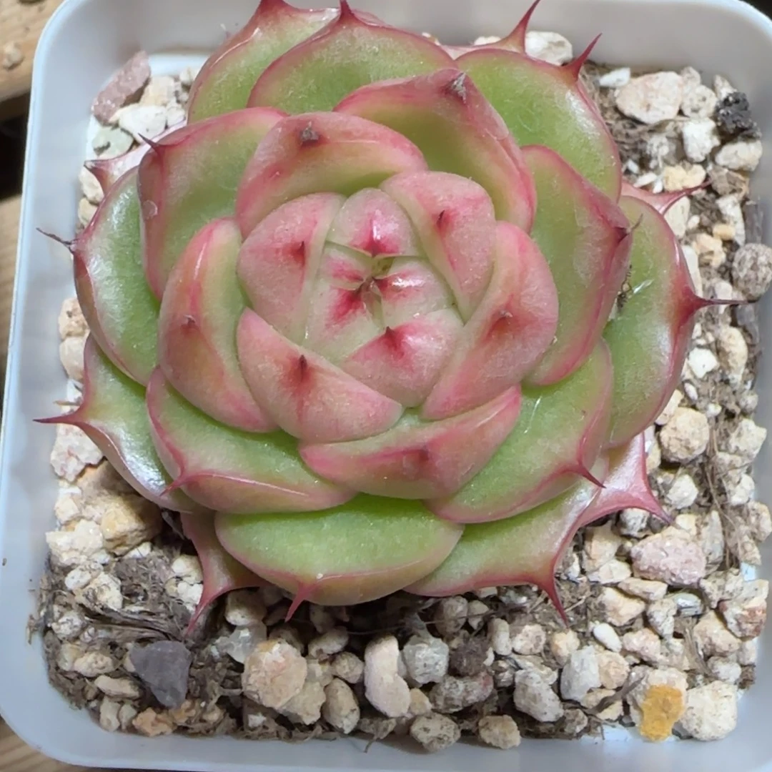 糖***儿一物一拍玉玲珑珍妮