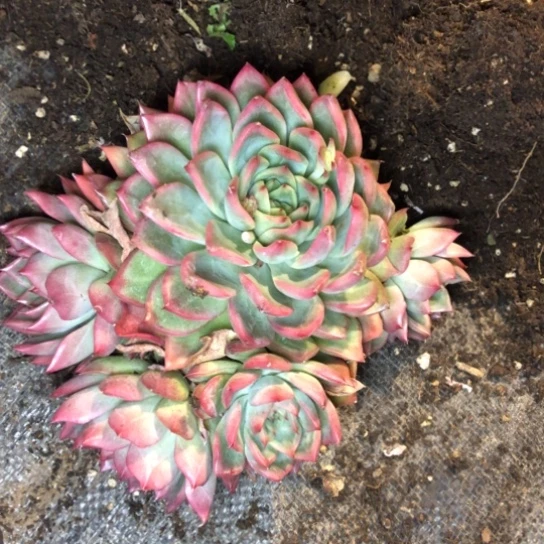 弗洛瑞安娜多肉植物