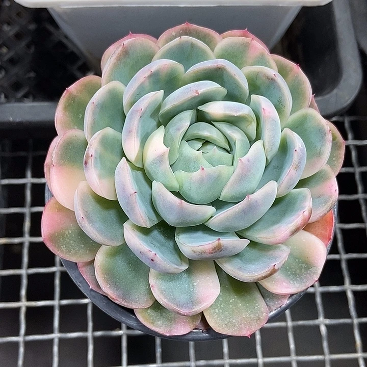 胭脂贝瑞锦多肉植物