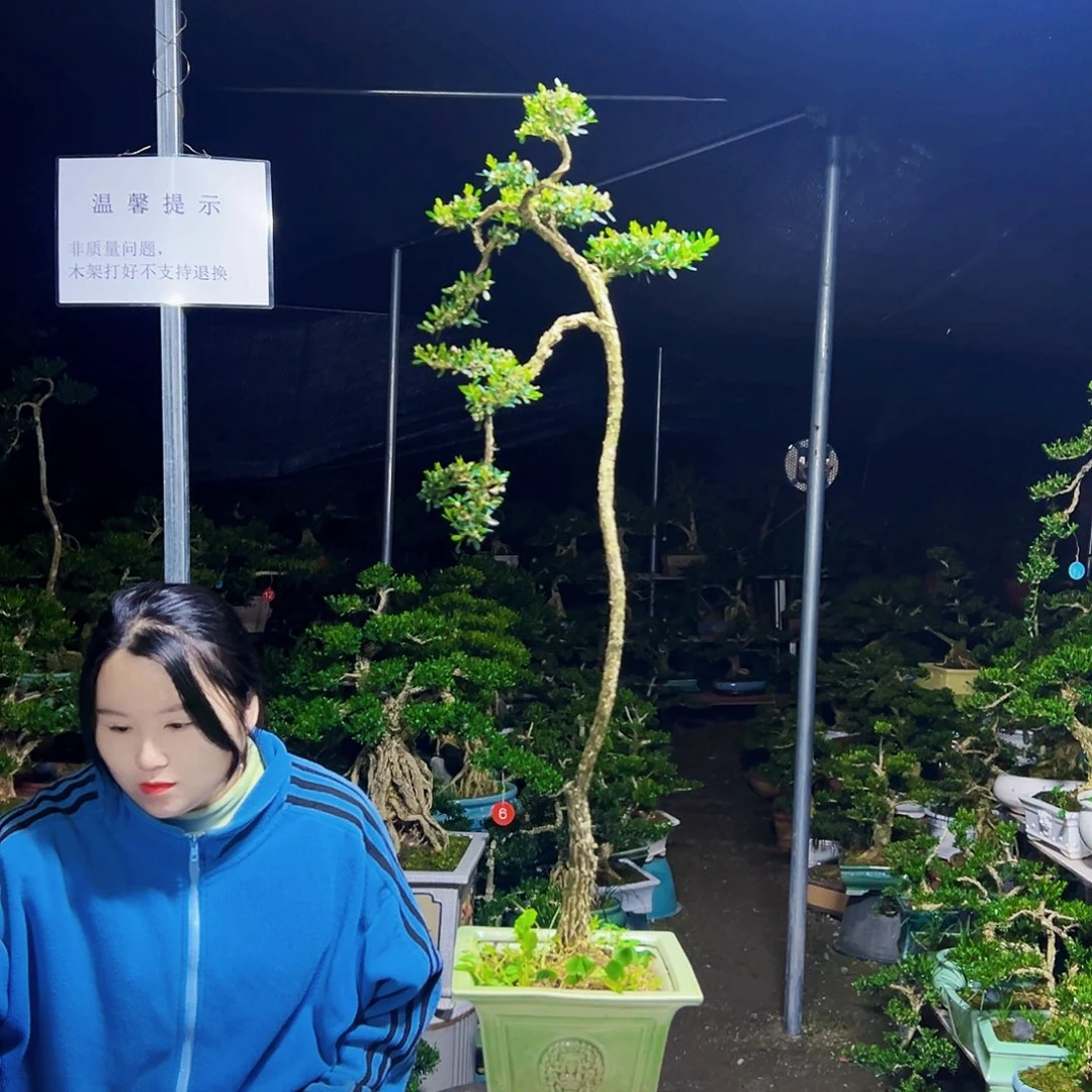 无花朵黄杨木