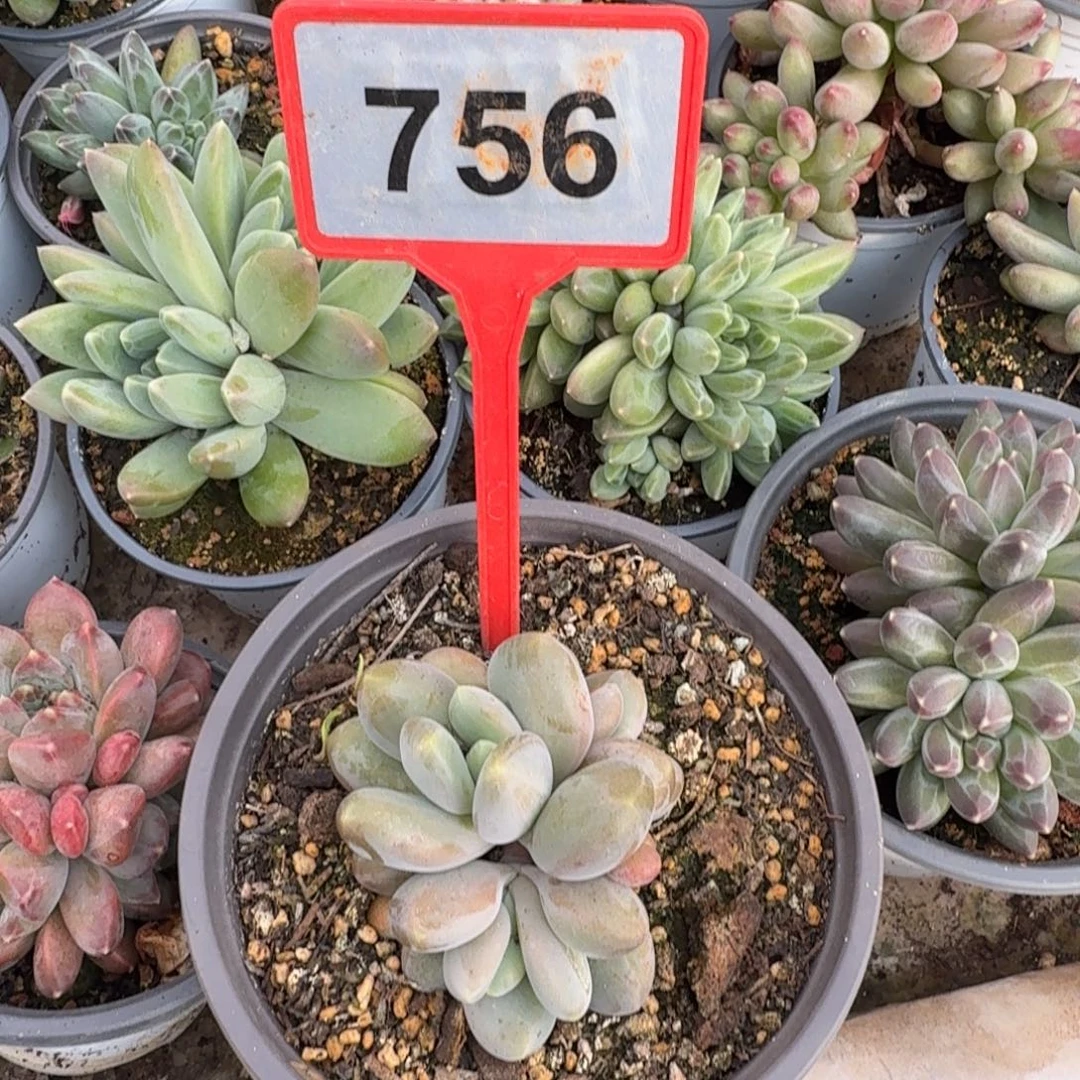 l***.多肉植物漂亮多肉756