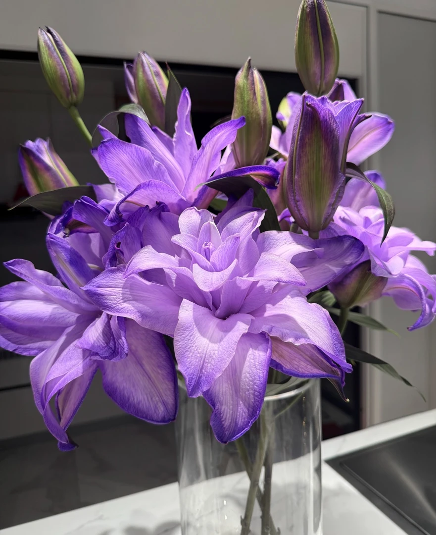 梦境紫百合东北鲜花基地凌源水生鲜切花栀子柠檬香