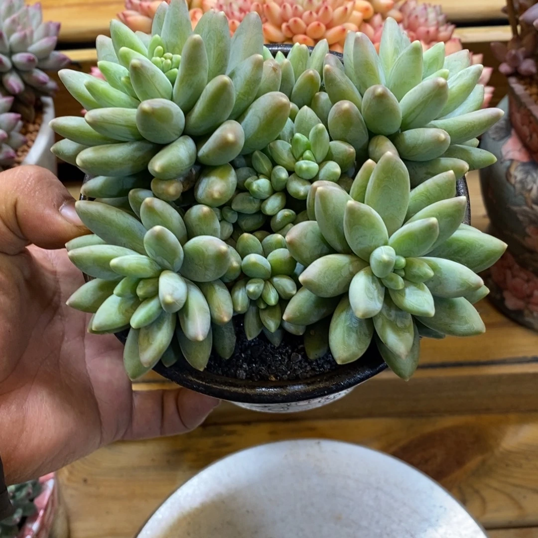 啊帝斯托多肉植物