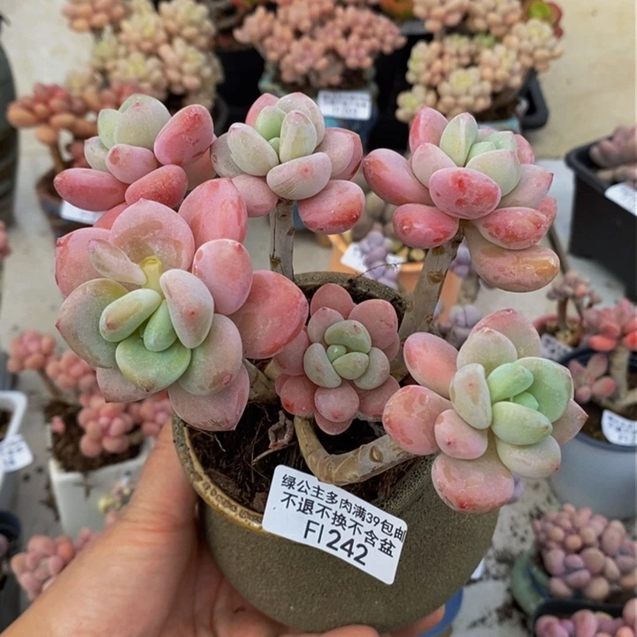 樱花洛神老桩242多肉植物