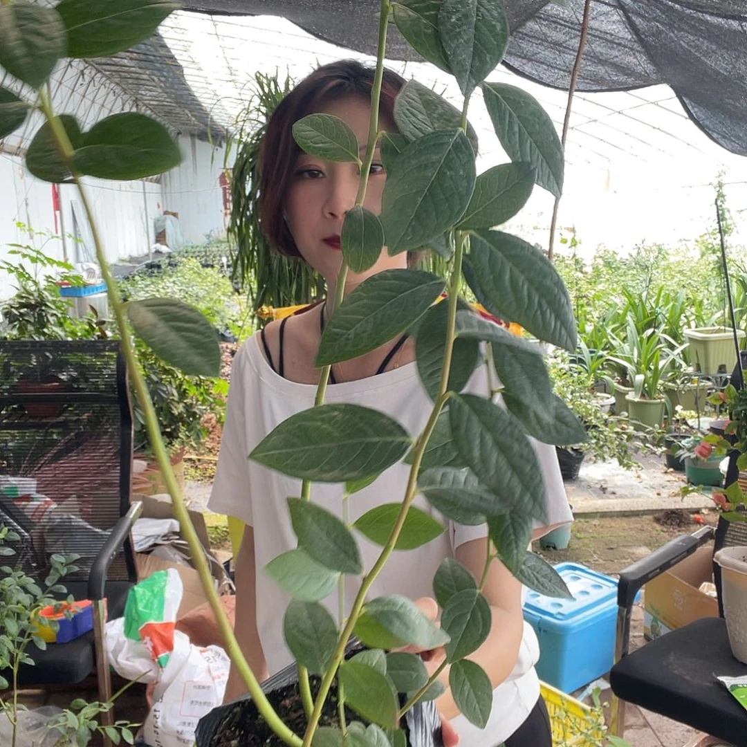 3袋促花保果肥 29