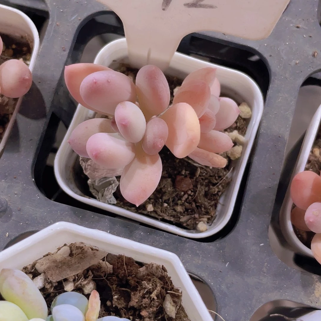 ?****崽苹果奶e092一物一拍