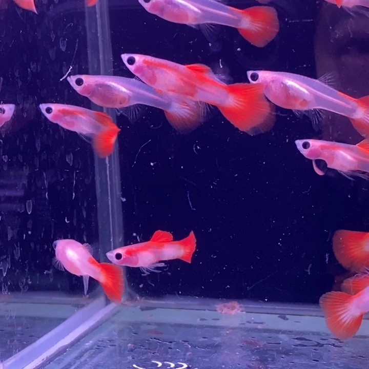 孔雀鱼小玻璃猫20条包邮