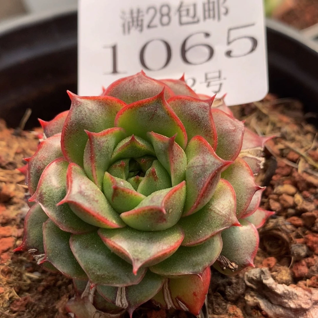 【闪购商品】云1065号