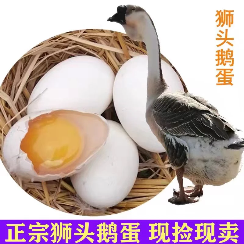 2号链接    （3两左右）狮头鹅     蛋脱温顺丰包邮