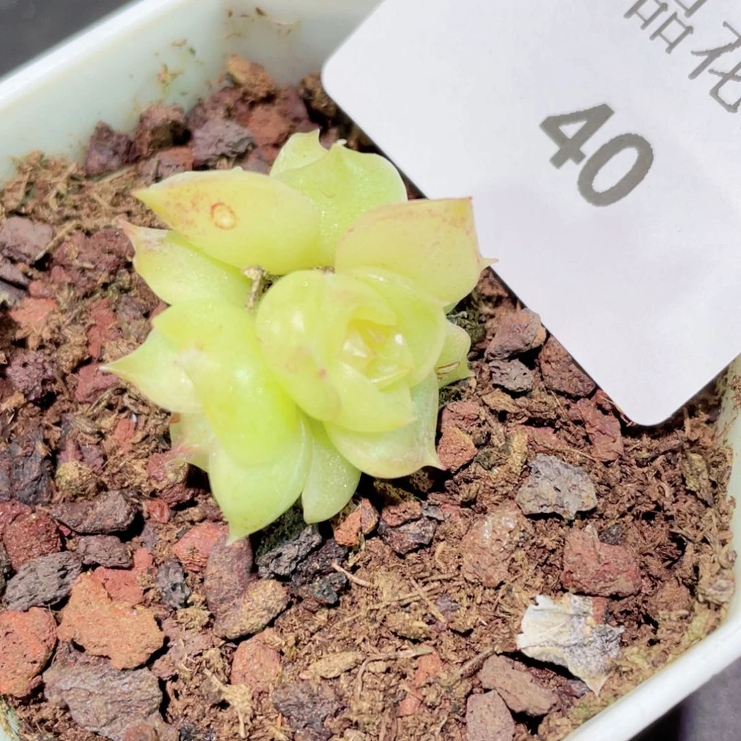 快**狗40号糖心冰心珍妮