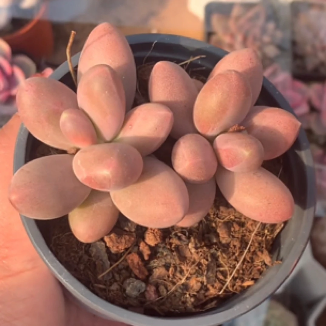 （一棵包邮）糖果 美人 多肉植物