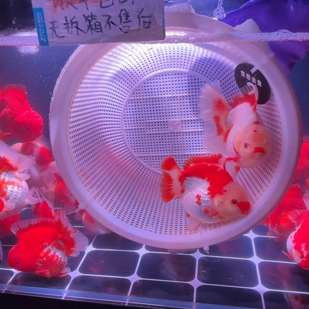 用户老板专拍链接加热包款