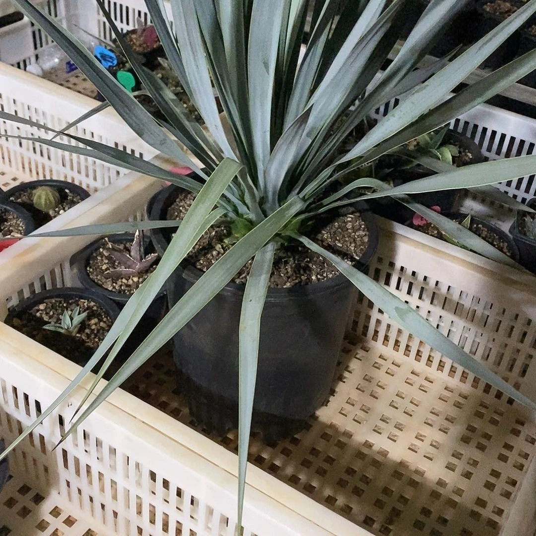 爱****y多肉植物龙蛇兰植物