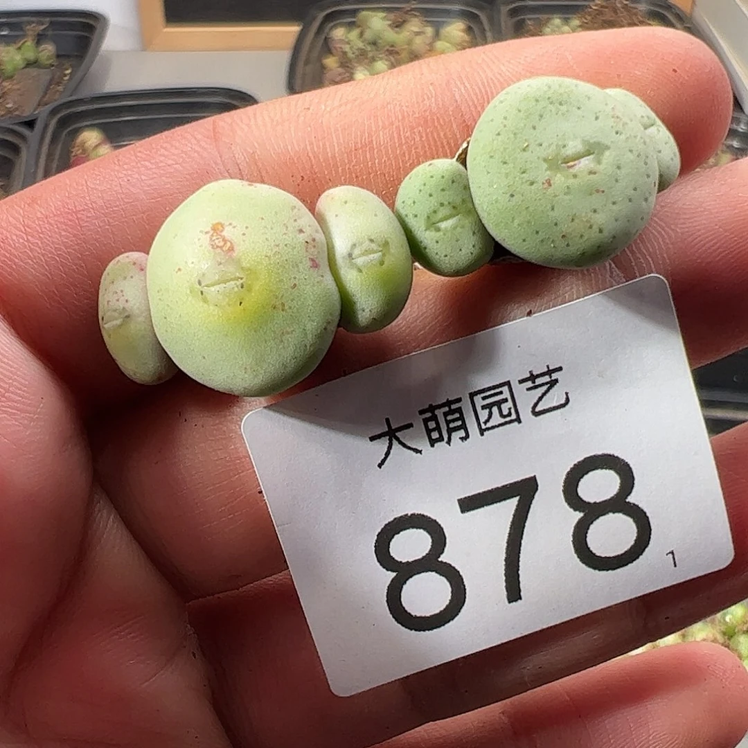 0000878 一物一拍……