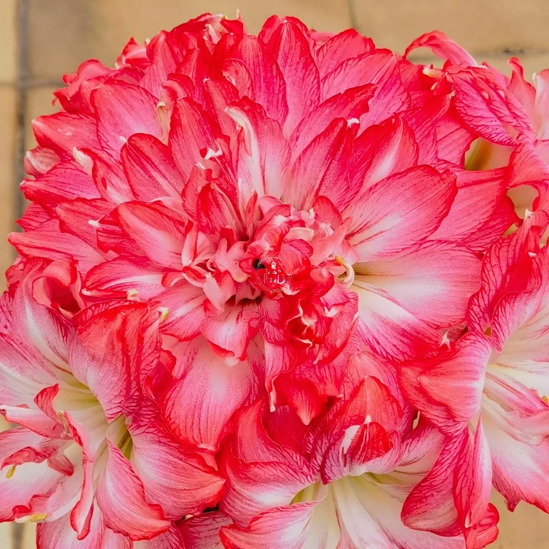 包对板侧芽繁殖朱顶红种球(梦露)