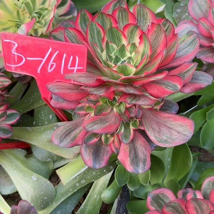 Q***空3-1614魅金玫瑰锦多肉法师