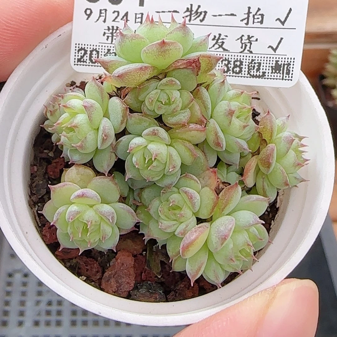 多肉0924--304虞姬