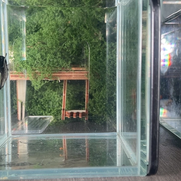 斗鱼活体不退不换谢谢