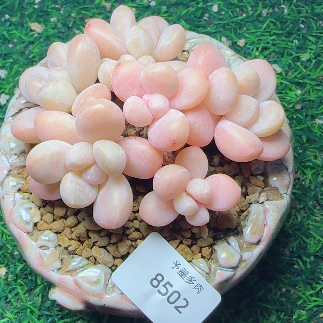 香玉无砍，8502多肉植物