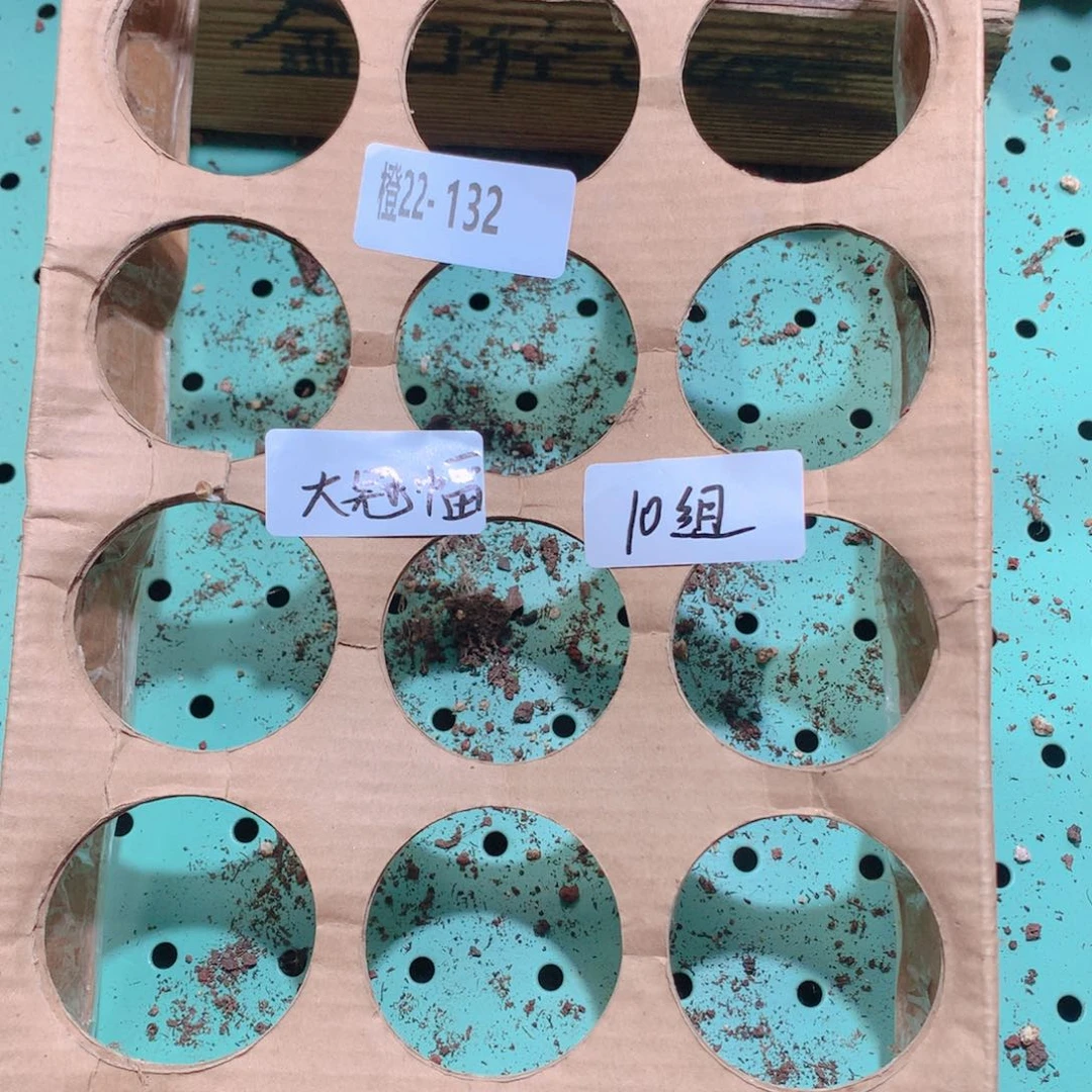 北***肉22-132量拍品质保证多肉带盆18颗圆杯