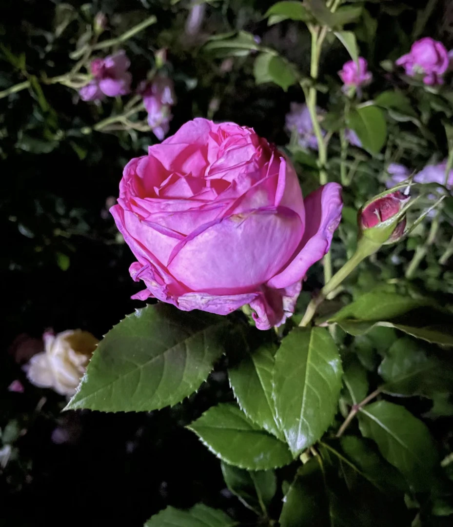 【莫利纳尔】珊瑚粉色戴尔巴德系列大花浓香 阳台庭院盆栽月季