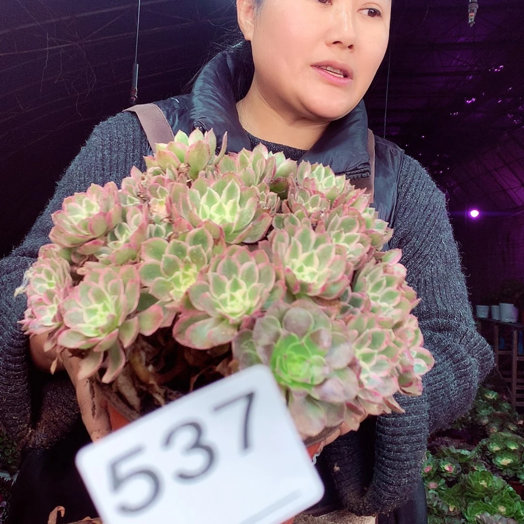 聽****柒柒精品多肉脱土发货不包断侧枝处理537