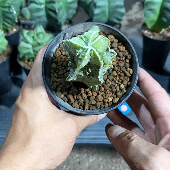 润***清核桃实生脱土发货