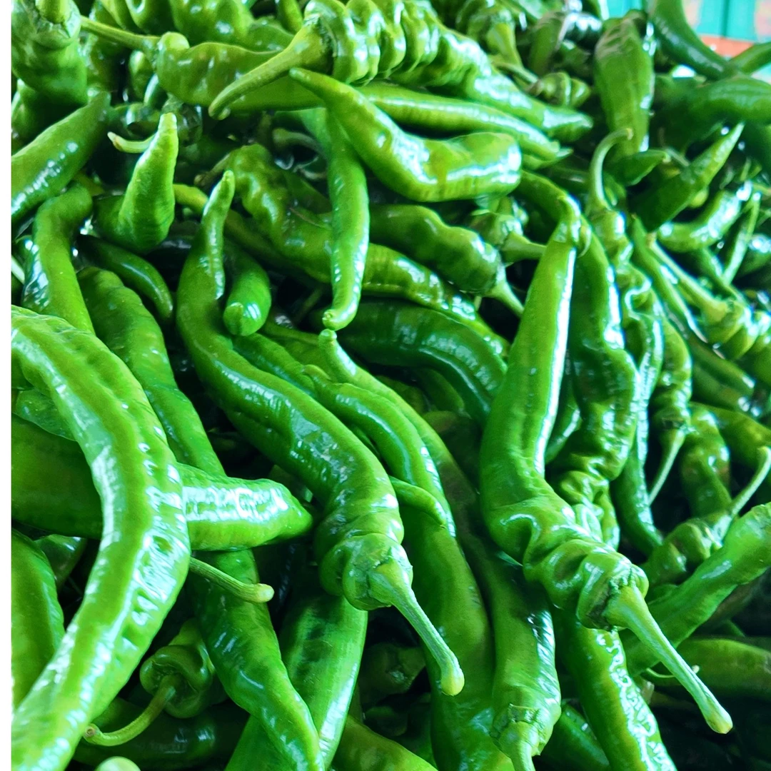 乐都本地新鲜陇椒