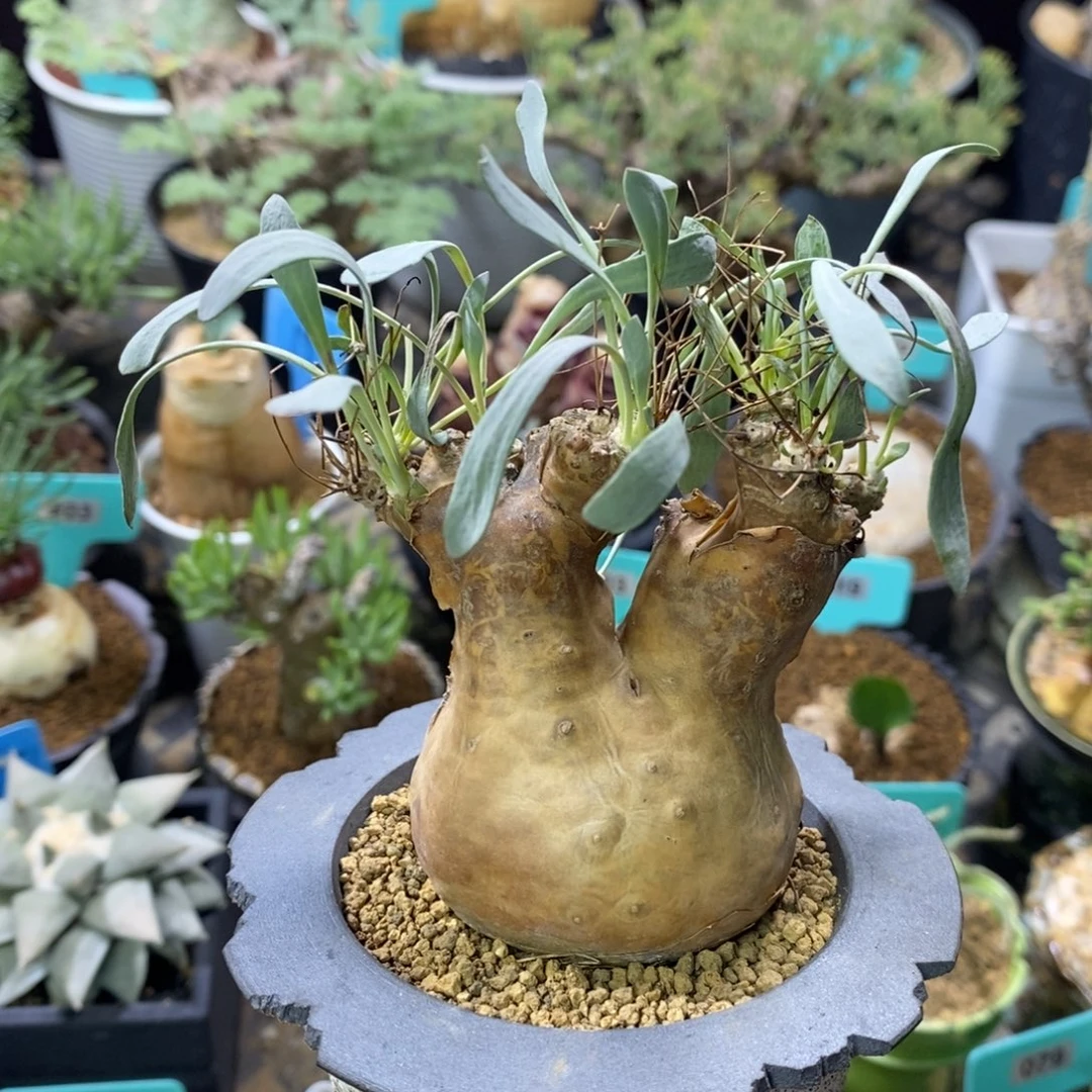 产地开普敦厚炖菊多肉植物