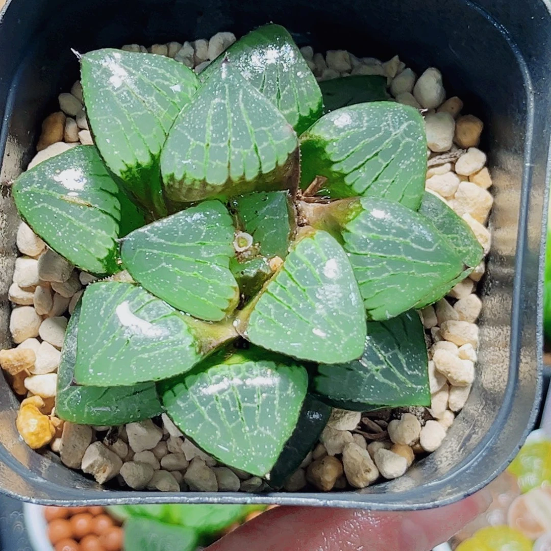 日月潭多肉植物6676