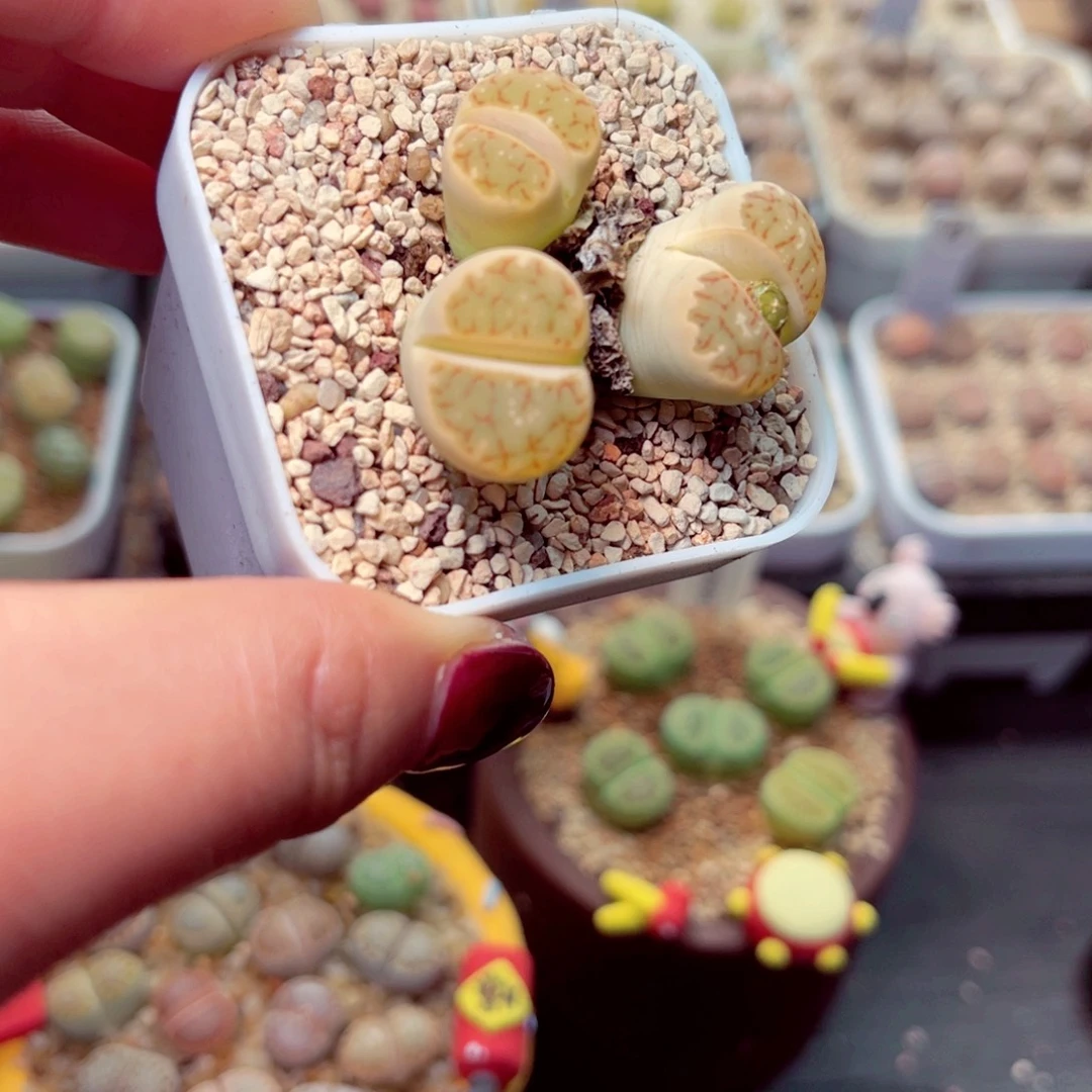 262号带盆盆包邮发货