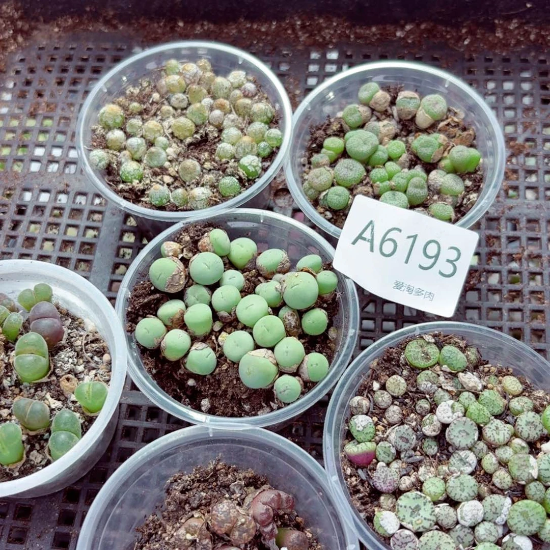 6193—生石花 生石花