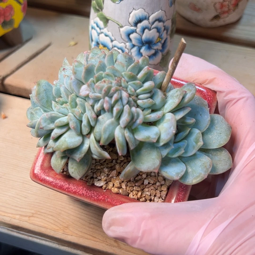 新年快乐 新年快乐
