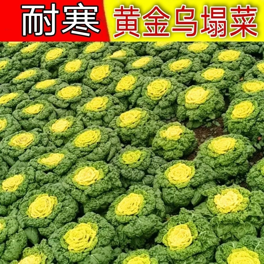 高奶油黄心乌塌菜种子黄玫瑰雪里金花四季耐寒黄心菜秋冬季蔬菜