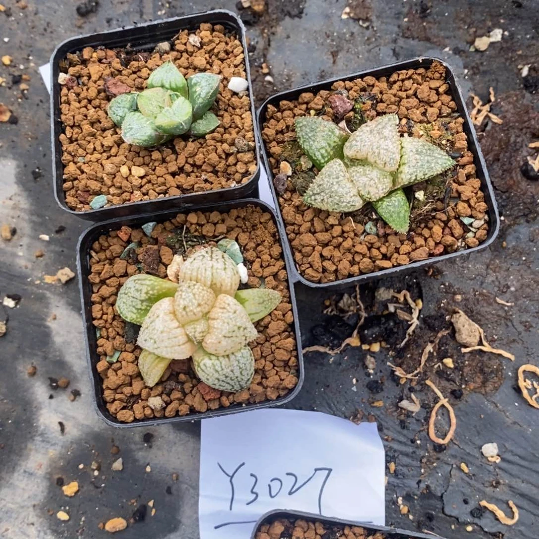 ℳ****r3028 三颗福利。