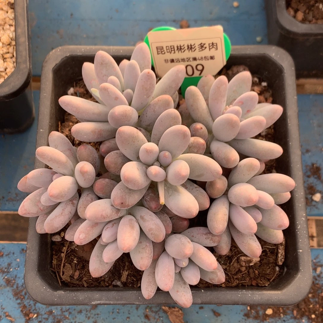 大叶汤圆无砍一物一拍109