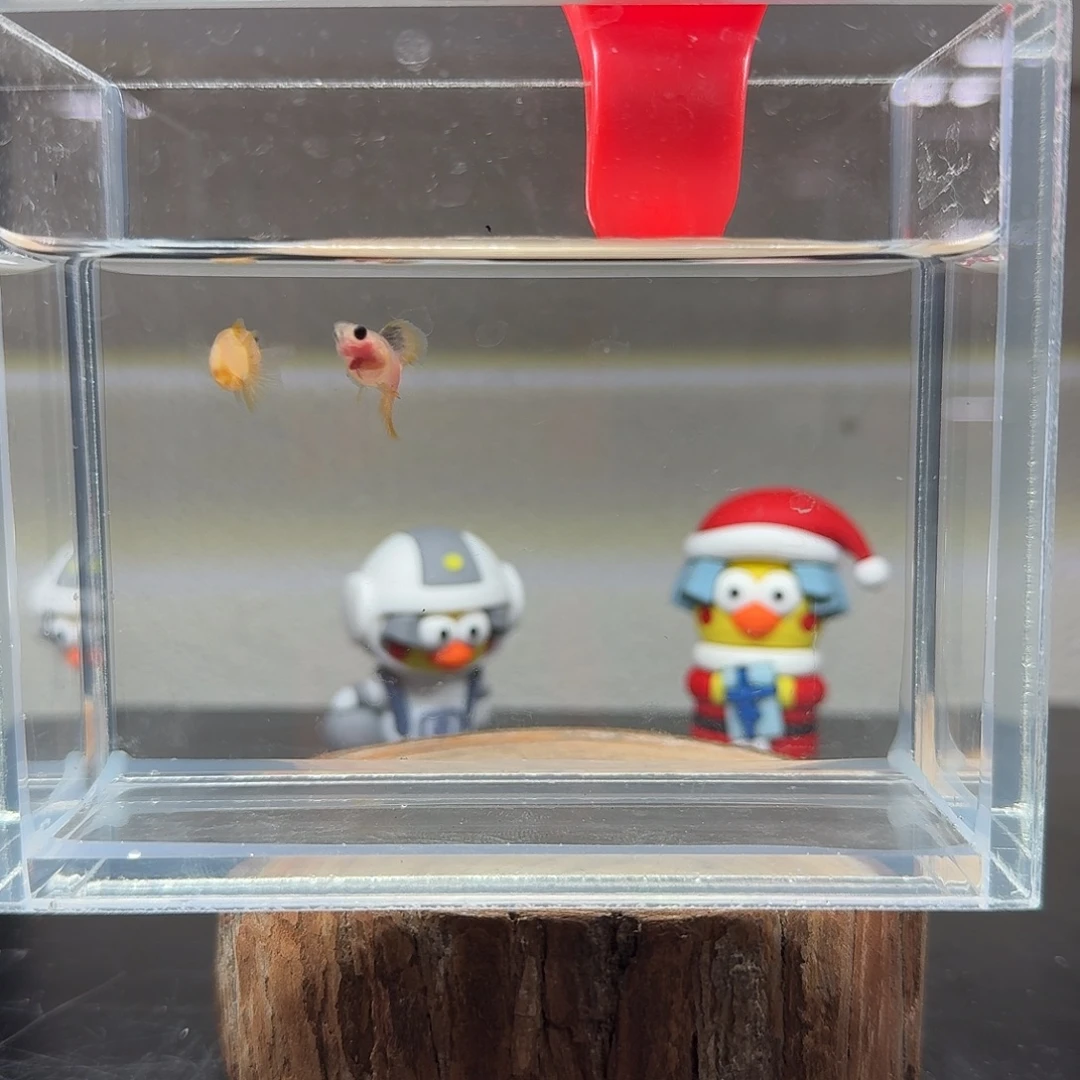 孔雀鱼玻璃猫孔雀鱼6