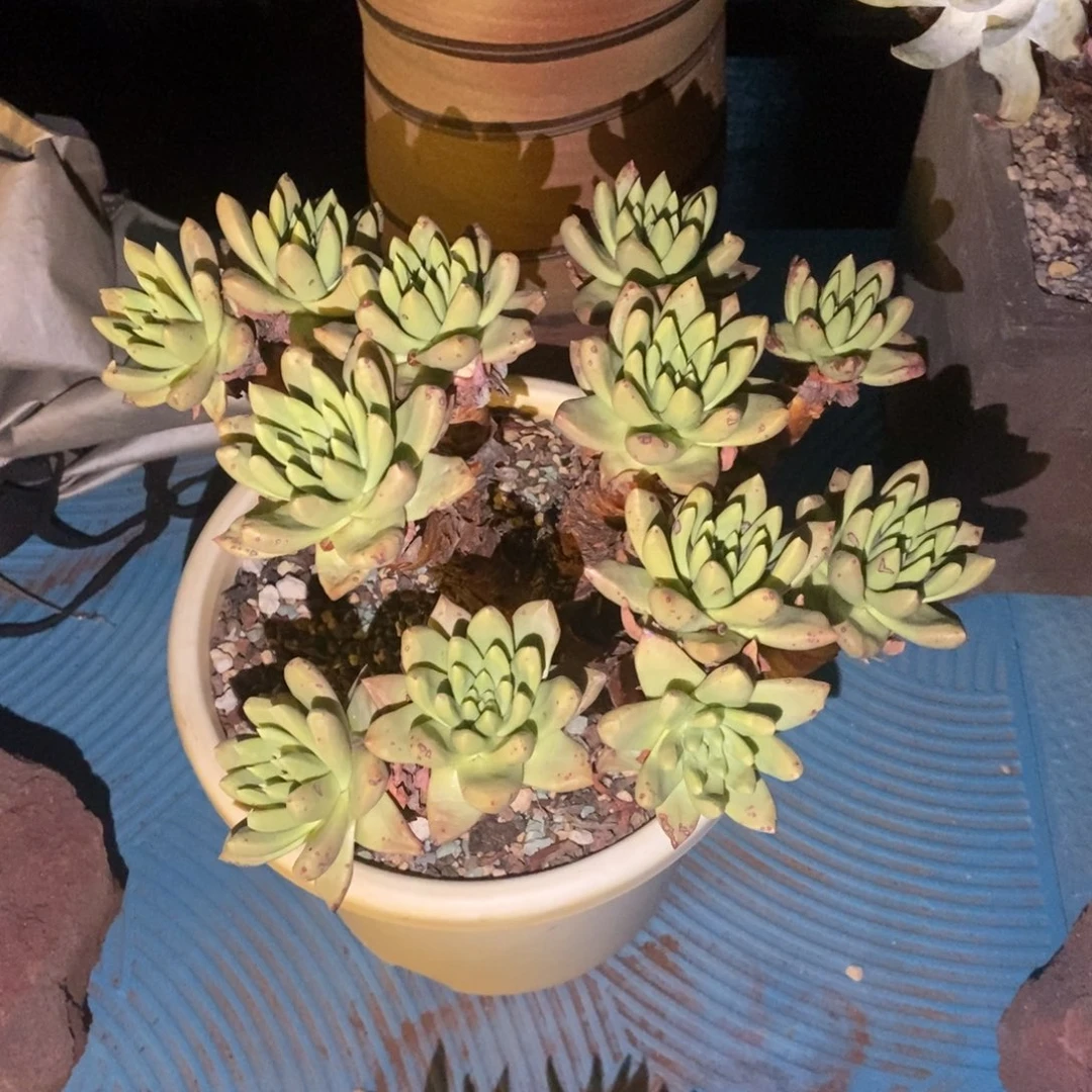 绿拇指多肉植物啦啦啦