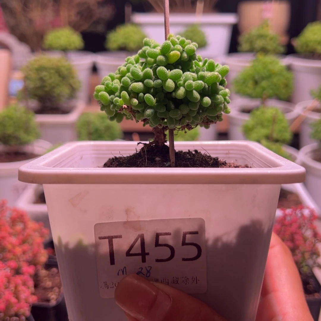 455蜜橘带盆土发货一物一拍